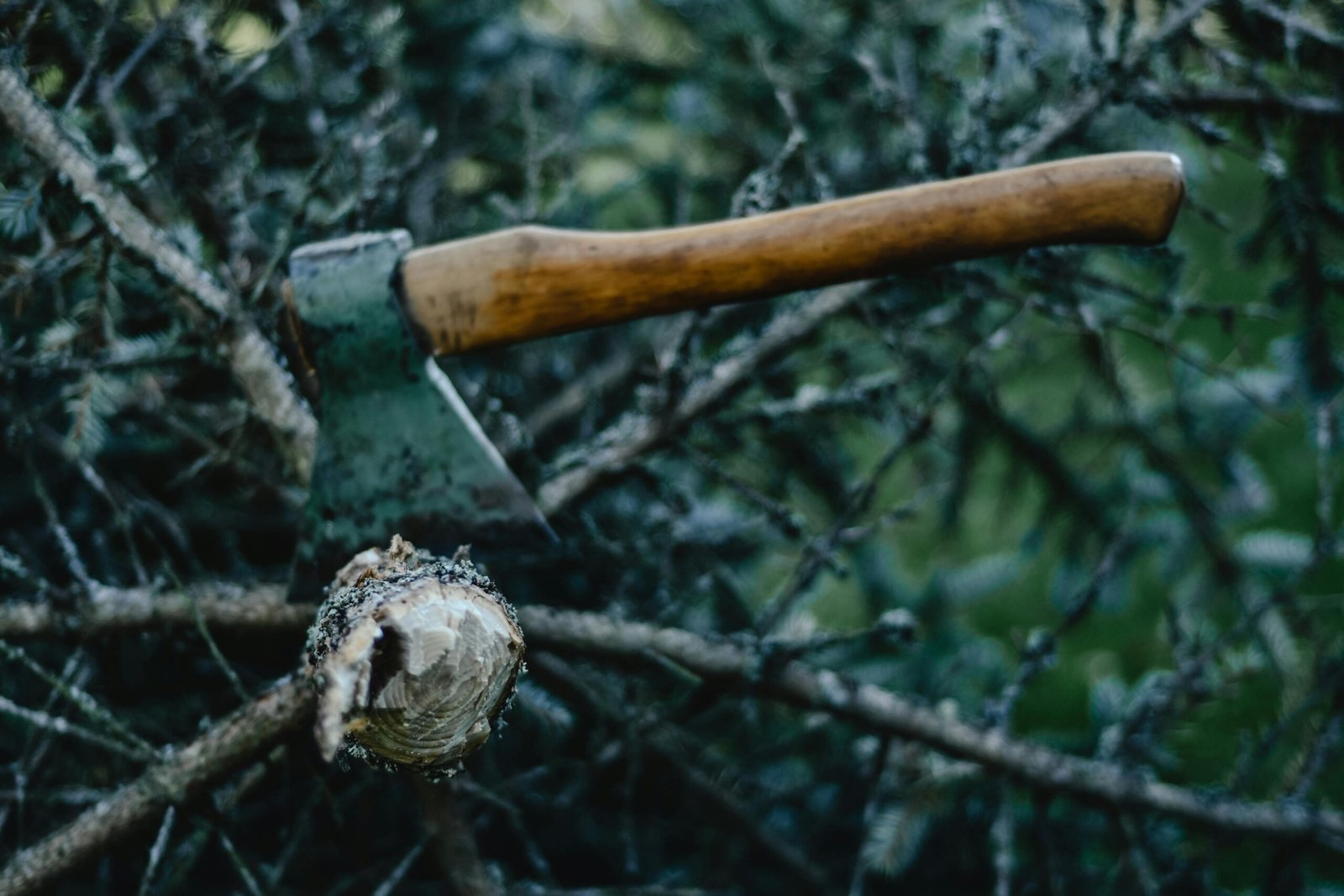 Rustic hatchet lodged in tree branch, depicting outdoor logging action in Estonia.
